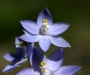 Blue Scented Sun Orchid